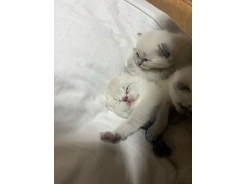 Yeni yuvasını arıyor kedilerimiz