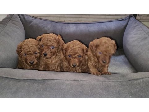 Orjinal toy poodle gel gör al git
