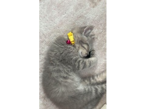 Yavru kedimizi sahiplendirme