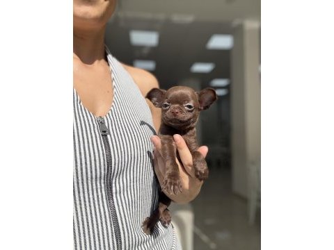 Çikolata prenses chihuahua