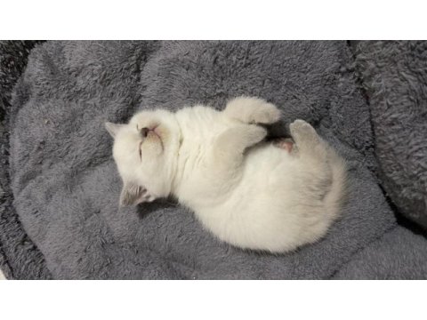 Bal surat british shorthair