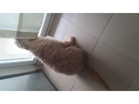 5,5 aylık maltipoo