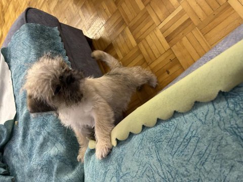 Kahve shih tzu köpekler