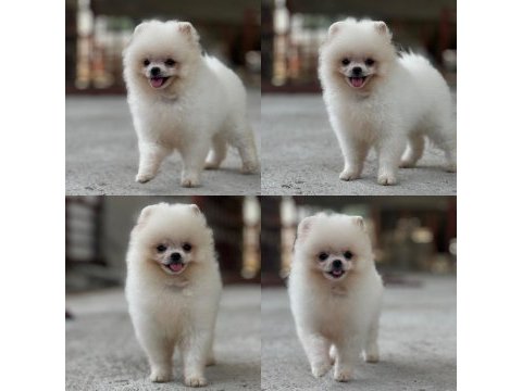 Mersin pomeranian boo köpeği