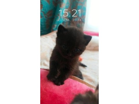 1.5 aylık british shorthair antalya