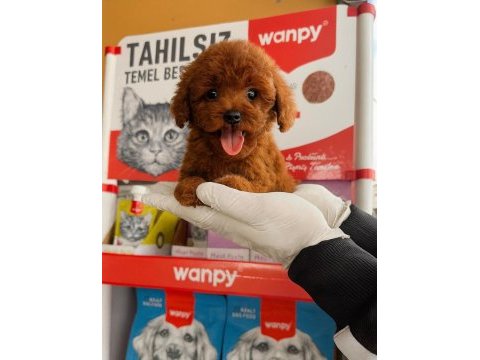 Sevgi dolu ailelerimiz için poodle bebekler