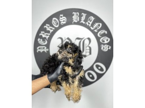 Irk garantili toy poodle yavruları