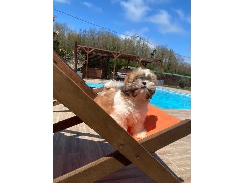 Kraliyet soyundan gelen shih tzu yavruları
