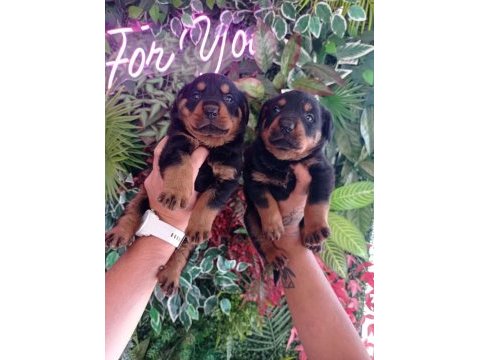 42 günlük yavru rottweiler