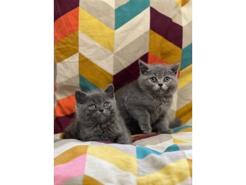 Oyuncu british shorthair yavrumuz