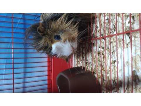 6 aylık dişi ginepig kafesiyle