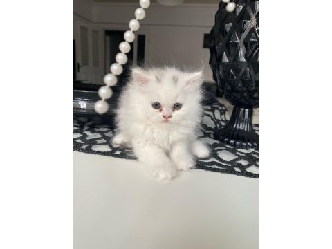 Duygularınızı değiştirecek yeni chinchilla bebişlerim