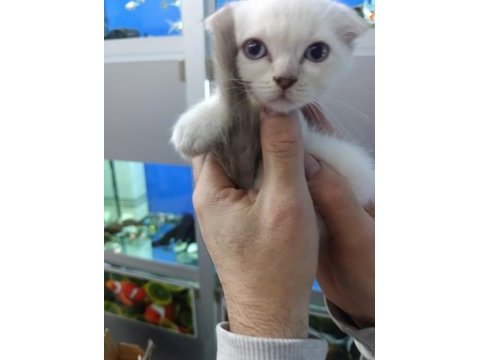 55 günlük iki erkek bir dişi scottish fold yavrular