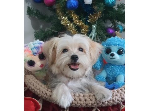 Türkiyede tek korean morkie yavrularımız