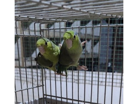 Yavru forpuslar yeni sahibini arıyor