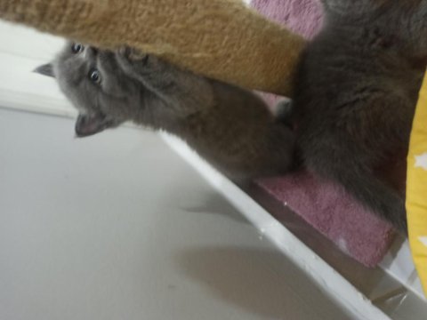 British shorthair kedilerimiz