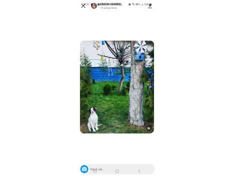 İngiliz av köpeği