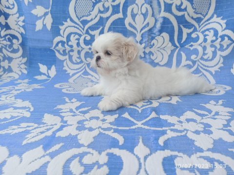12 haziran doğumlu mini erkek shih tzu bebekler