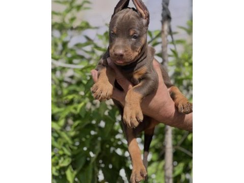 Safkan doberman yavrular