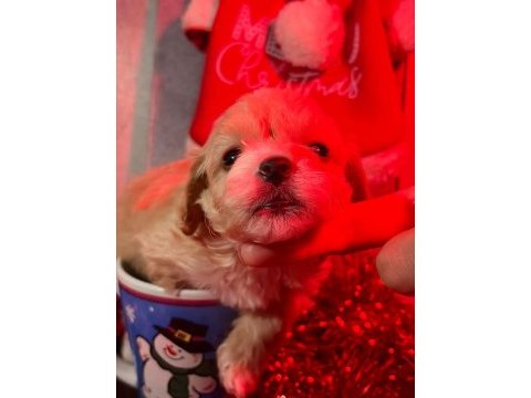 3 kg garantili maltipoo bebeklerimiz