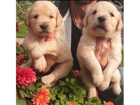 Golden retriever çok şeker yavrular