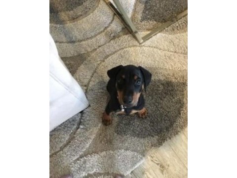 4.5 aylık dişi doberman