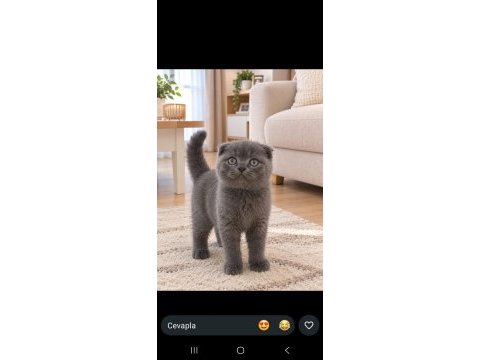 Kapıda odeme adrese teslım scottish fold