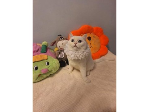 Ücretsiz sahiplendirme british shorthair kontes yuva arıyor