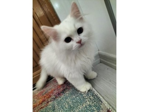 Erkek chinchilla hemen teslim