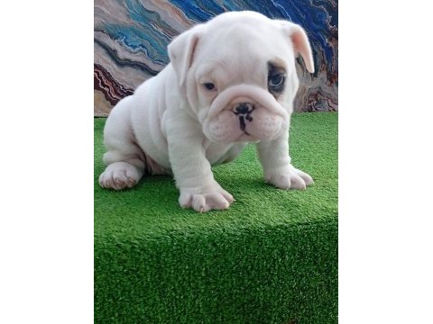 Tombiş french bulldog bebekler