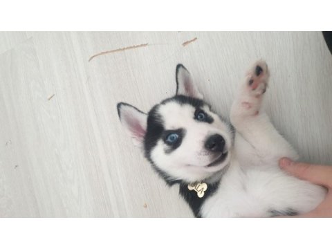 A kalite husky yavrumuza yeni yuva arıyoruz