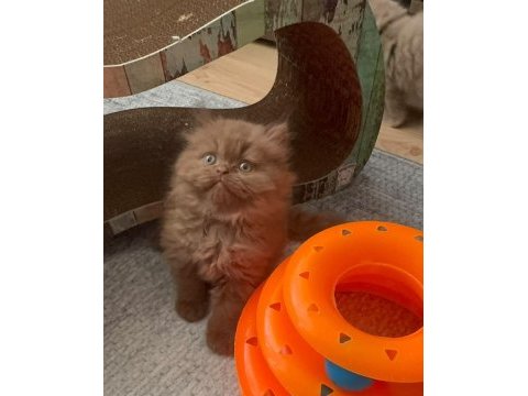 British longhair cinnamon bebek