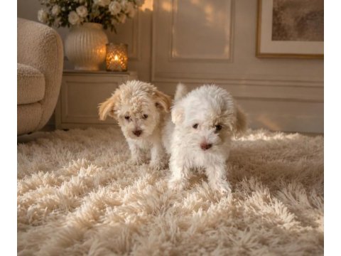 Maltipoo minikler