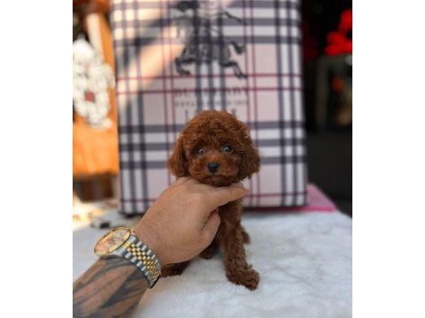 Teacup kore kan red brown toy poodle yavrular