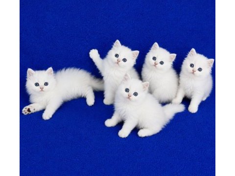Longhair silver mavi boncuklar teslime hazırdır