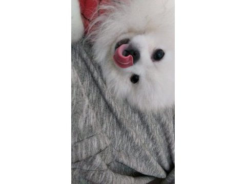 Sahibinden pomeranian boo