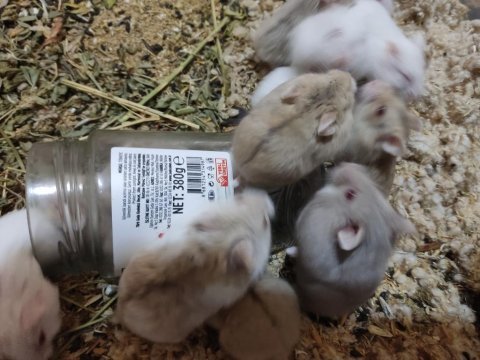 Çok tatlı ve ele alışık minnak hamsterler