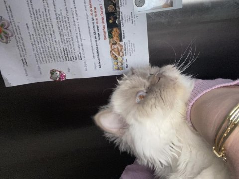 Maviş gözlü tatliş kedimiz kira british longhair