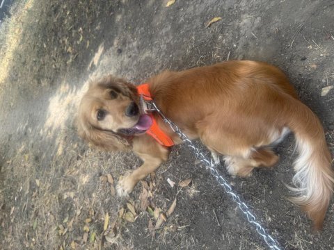Dişi cocker köpeği