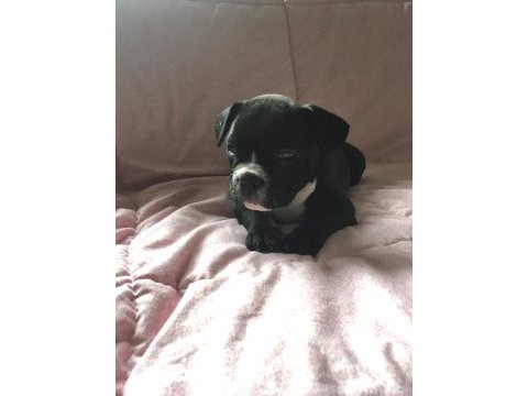 Müthiş sevimli a kalite french bulldog bebeklerimiz