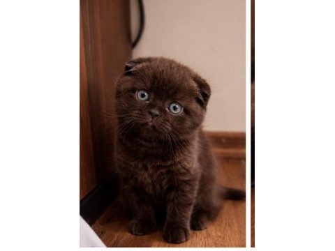 Özel olmak isteyene çikolata scottish fold