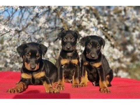 Elit patiler farkıyla doberman yavrular