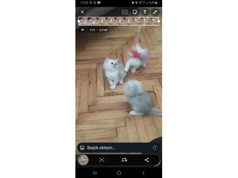 2 aylık sevimli british longhair yavrularımız yuva arıyor
