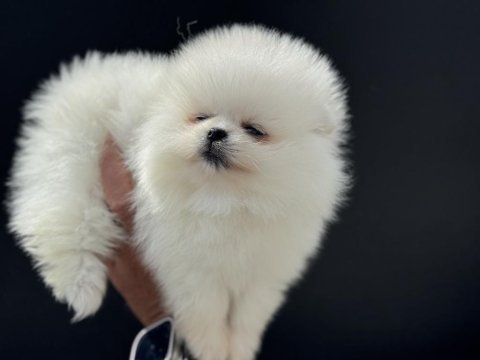 Petmode köpek çiftliğinden teddy pomeranian