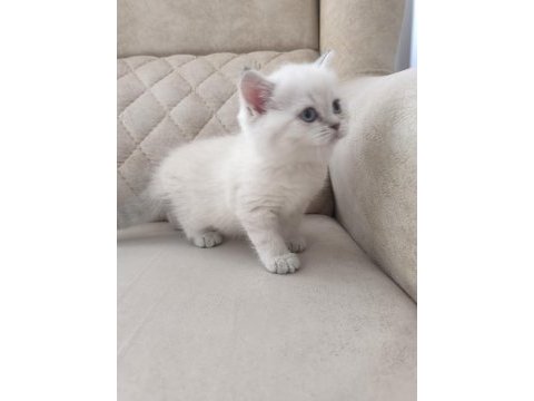 British shorthair şecereli orjinal yavrular