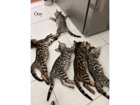 Diamond bengal kıttens ozy