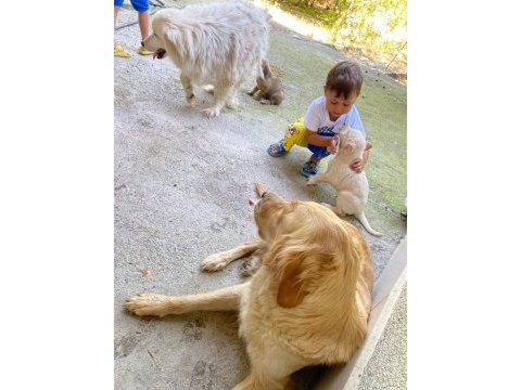 Afyon ücretsiz yavru köpek sahiplendirme