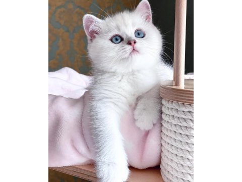 Dünya güzeli silver british shorthair ns1133