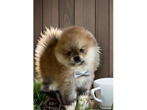 Turuncu renk ayı surat pomeranian boo 2 aylık erkek yavrum