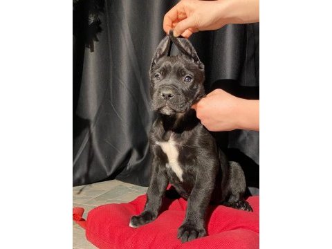 Son dişi black cane corso yavru uygun